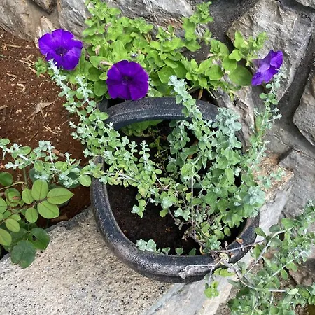 Jasna B Apartament Omišalj