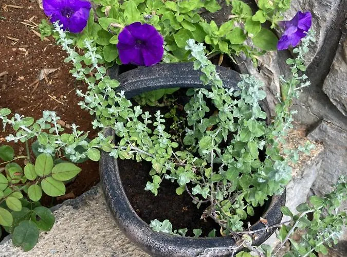 Jasna B Apartament Omišalj